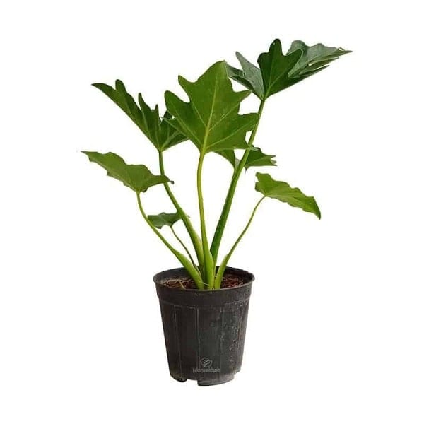 گیاه برگ انجیری