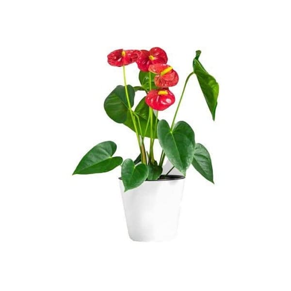 Anthurium plant with ceramic pot گیاه آنتوریوم با گلدان سرامیکی