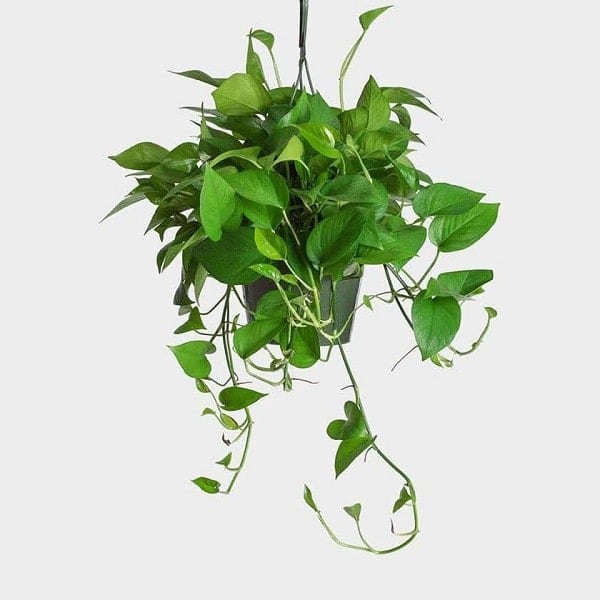گیاه پتوس آویز