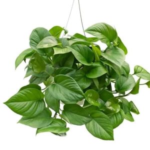 گیاه پتوس آویز