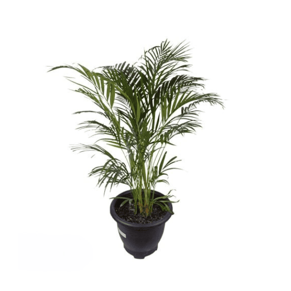 گیاه اریکا پر بوته