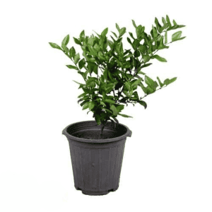 گیاه یاس هلندی سطل 10