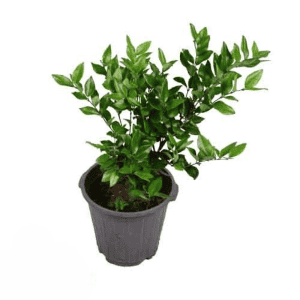 گیاه یاس هلندی سطل 10