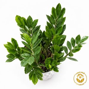 گیاه زامیفولیا سبز همراه گلدان سرامیک حباب دار سفید کد ZZ62