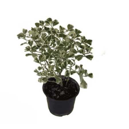 گیاه فیکوس دلتا
