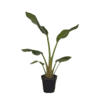 نخل نیکولای گلدان 16 NP20