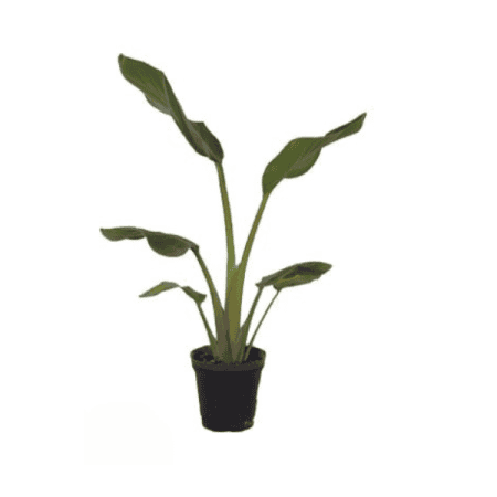 نخل نیکولای گلدان 16 NP20