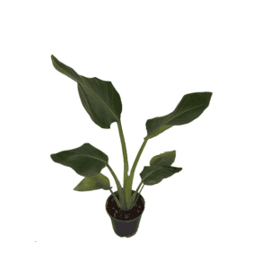 نخل نیکولای گلدان 16 NP20