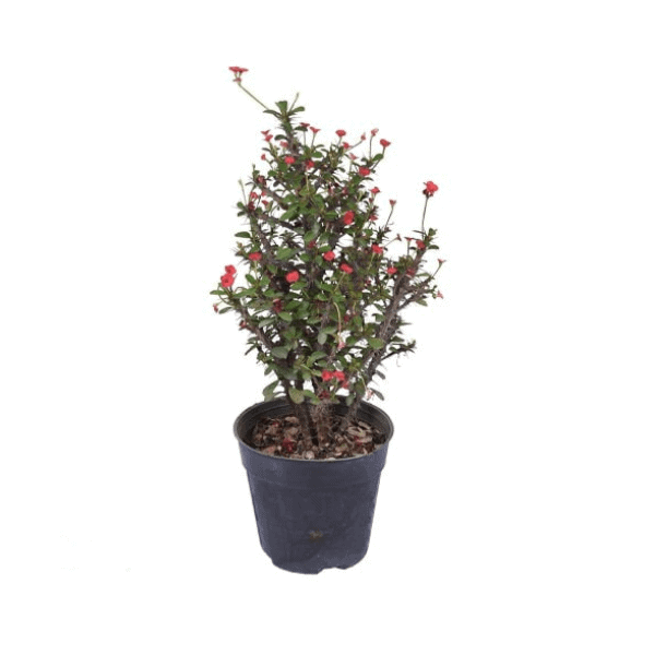Miniature Coral Plant Pot 15 گیاه مرجان مینیاتوری گلدان 15