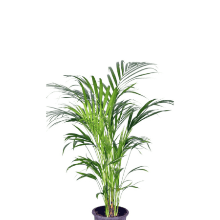 گیاه اریکا چند شاخه سطل 4