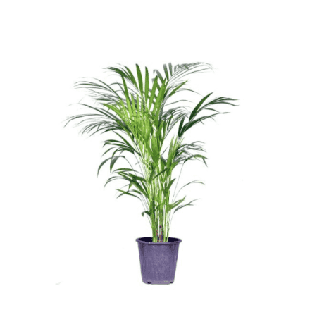 گیاه اریکا چند شاخه سطل 4