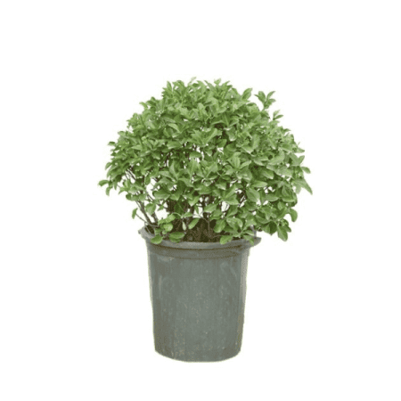 شمشاد سبز هرس شده با ارتفاع 55 تا 50 سانتی متر