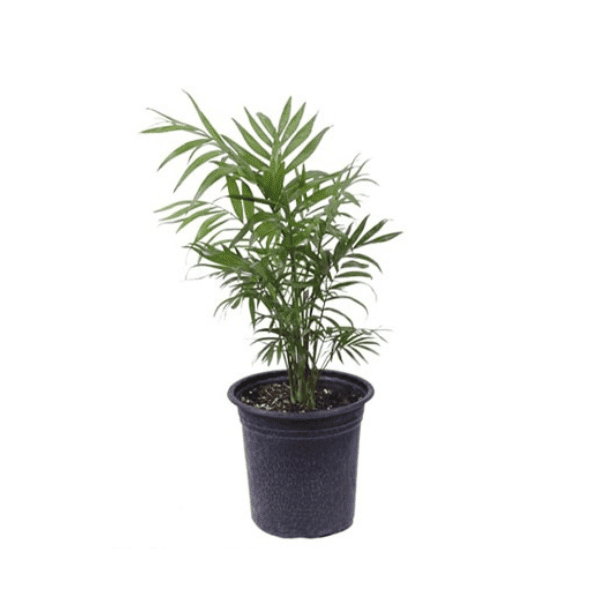 Shamadora plant in pot 19 گیاه شامادورا گلدان 19