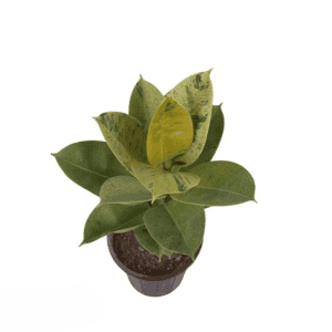 فیکوس ببری سطل 4