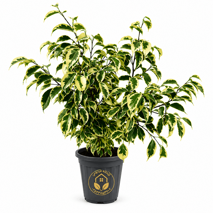 گیاه بنجامین ابلق