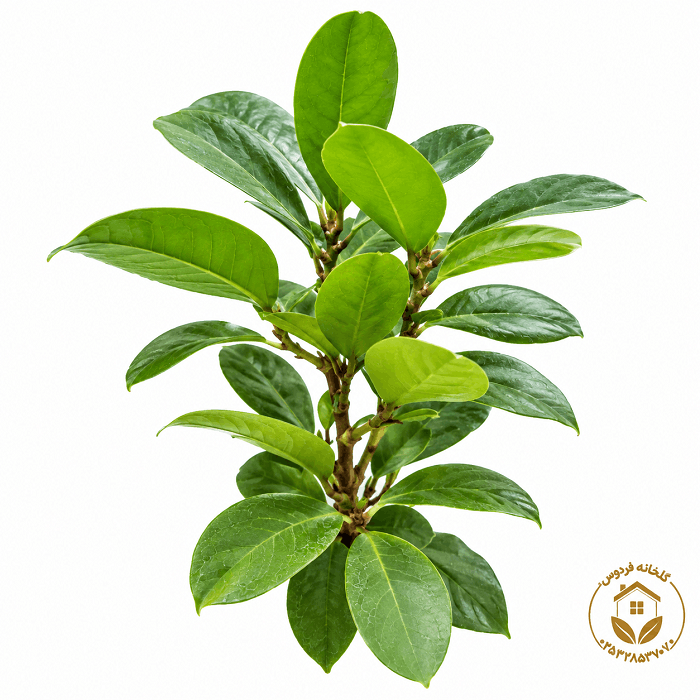 گیاه فیکوس جنگلی