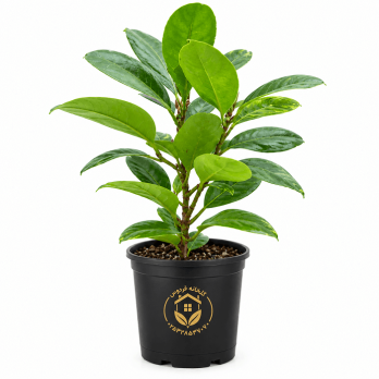 گیاه فیکوس جنگلی