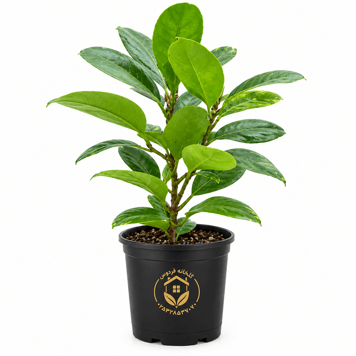 گیاه فیکوس جنگلی