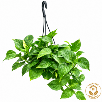 گیاه پتوس آویز