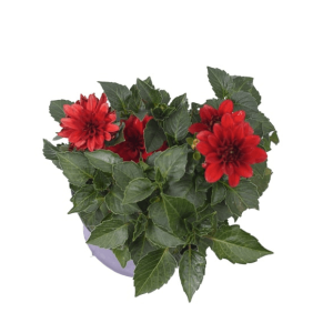 گیاه کوکب