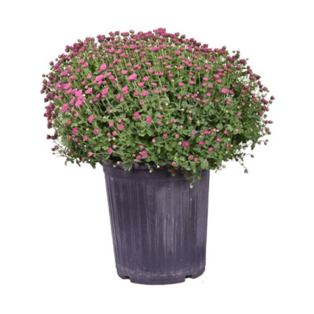 گیاه داوودی توپی