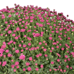گیاه داوودی توپی