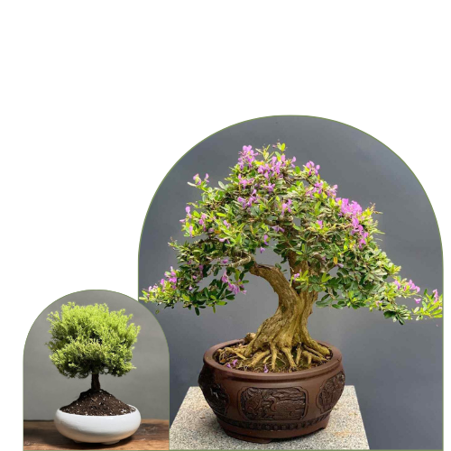 بونسای‌ها