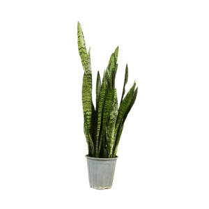 گیاه سانسوریا سبز سطل 10