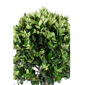 گیاه یاس هلندی پایه دار تنه پیچ