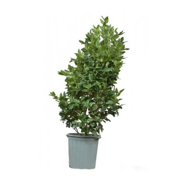 گیاه یاس هلندی سطل 12