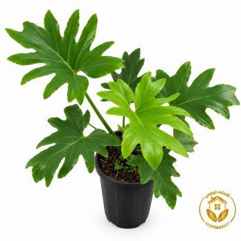 گیاه برگ انجیری