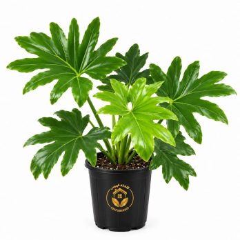 گیاه برگ انجیری