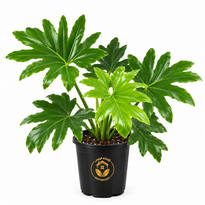 گیاه برگ انجیری