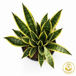 گیاه سانسوریا ابلق سطل 10
