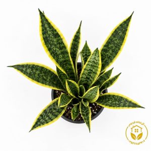 گیاه سانسوریا ابلق سطل 10 ST6