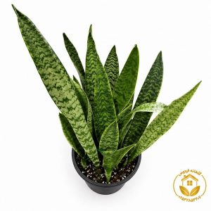 گیاه سانسوریا سبز سطل 10