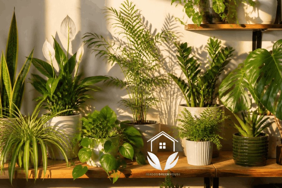 بهترین گیاهان آپارتمانی برای تصفیه هوای خانه