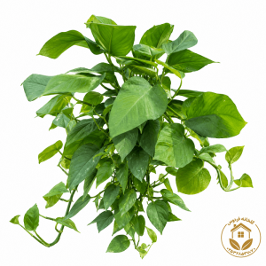 گیاه پتوس چوب دار (سطل 4) با ارتفاع 50 الی 60 سانت